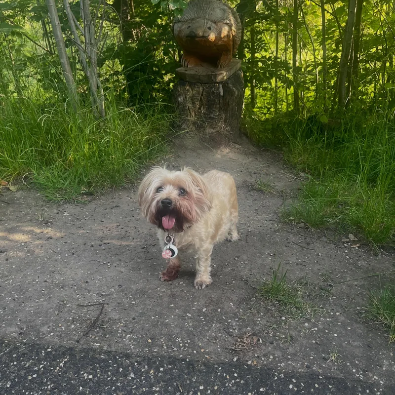 Ellie's Walkies project 2