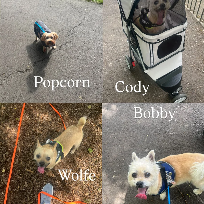 Ellie's Walkies project 3