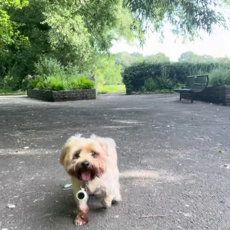 Ellie's Walkies project 5
