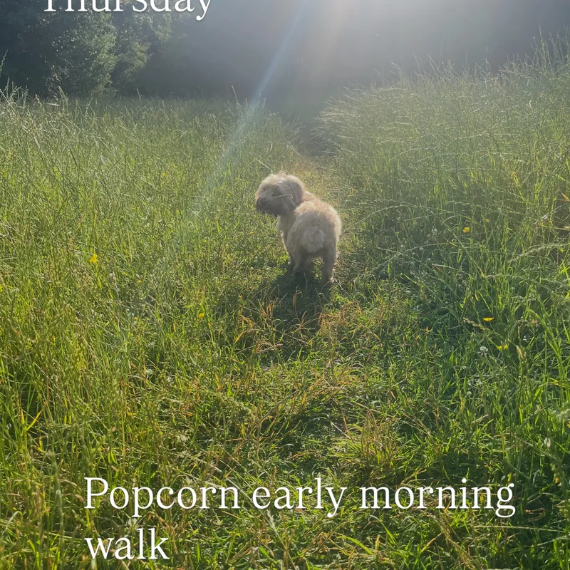 Ellie's Walkies project 6
