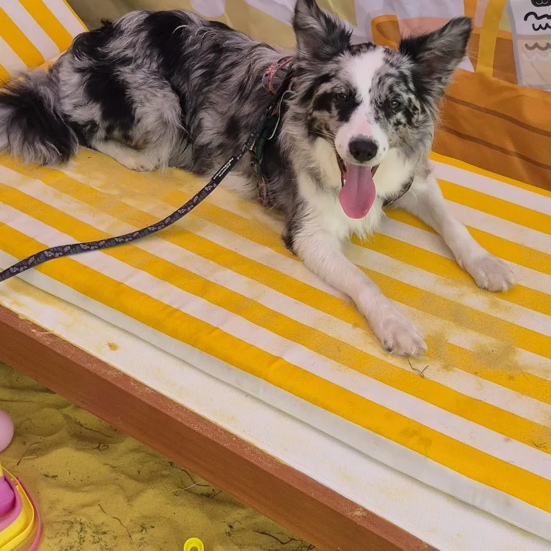 Ellie's Walkies project 7