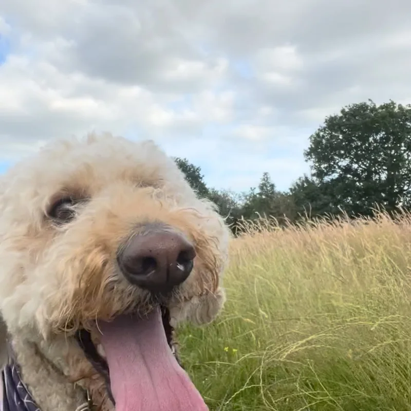 Ellie's Walkies project 8
