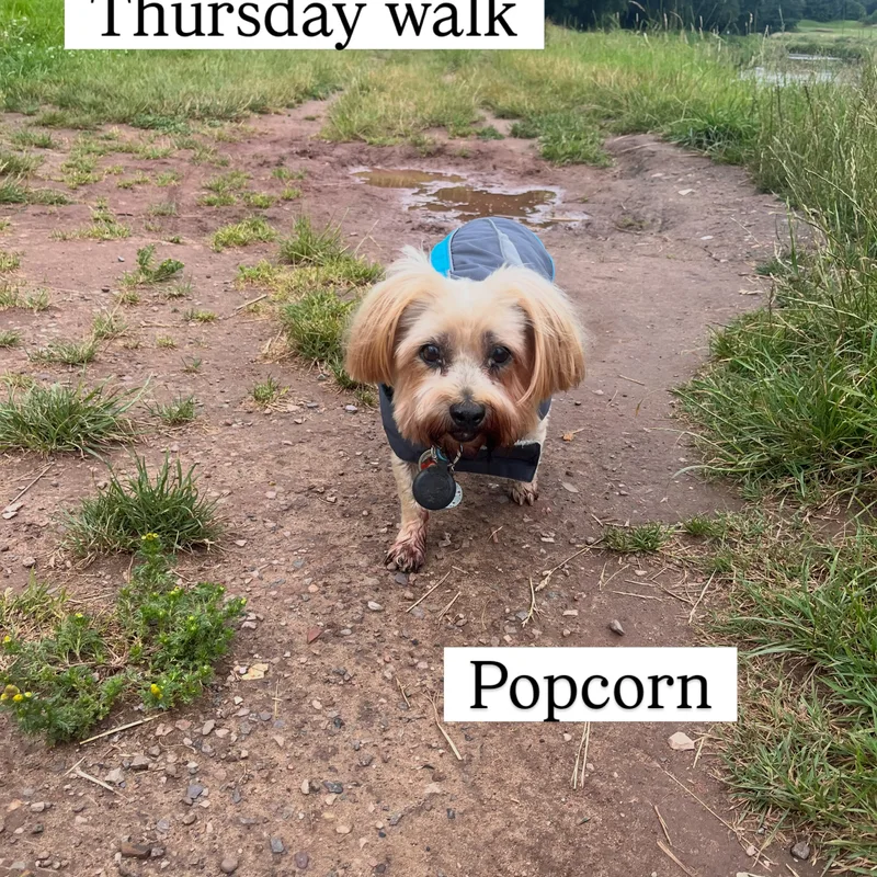 Ellie's Walkies project 9