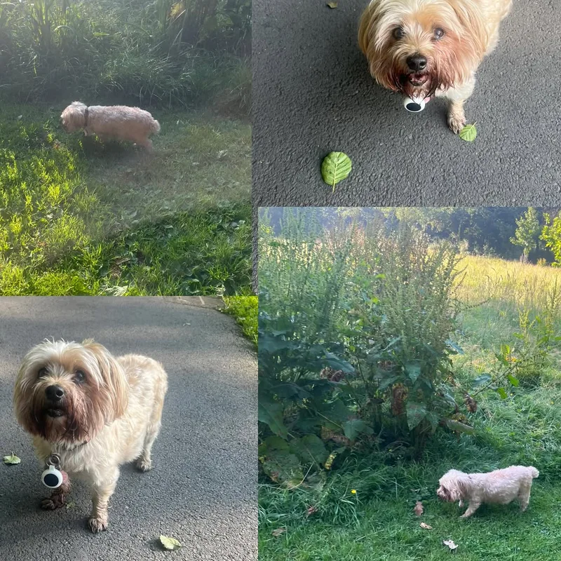 Ellie's Walkies at work