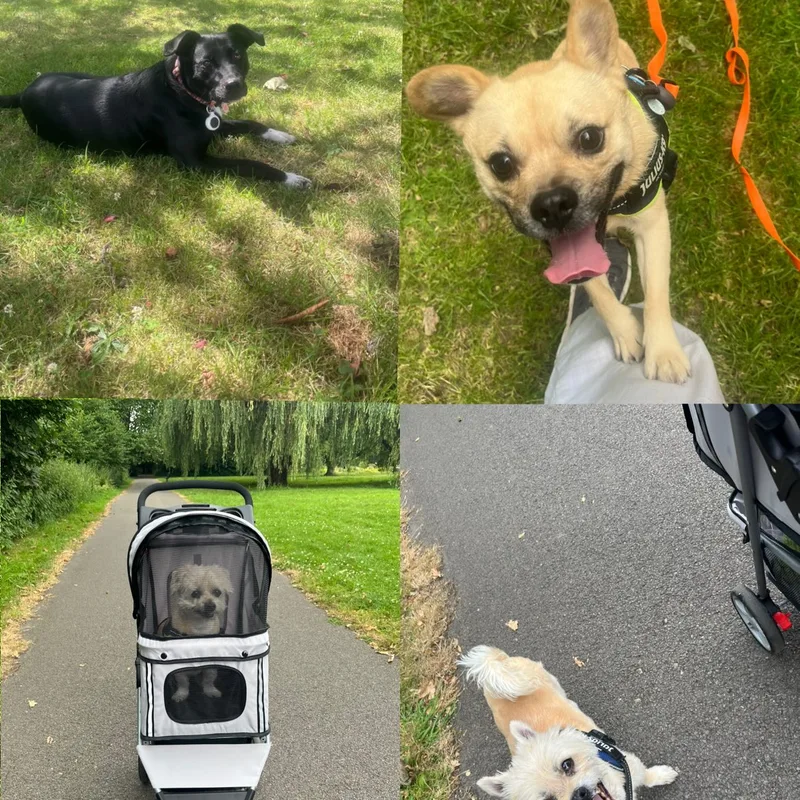 Ellie's Walkies at work